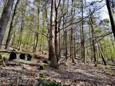 Waldschule